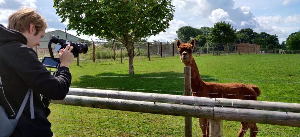 filming an alpaca