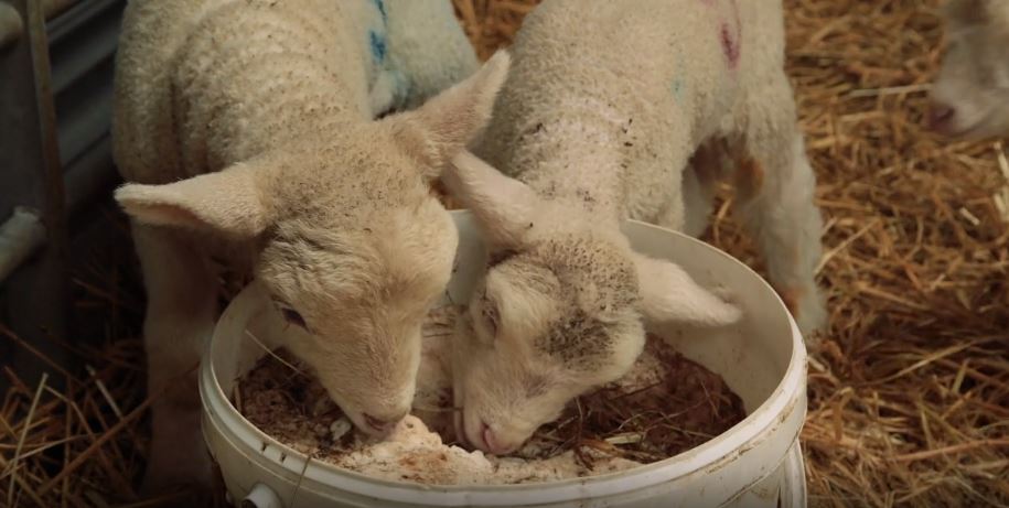 lambs eating food at a farm event