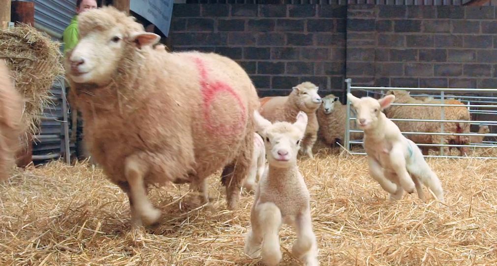 lambs in a barn