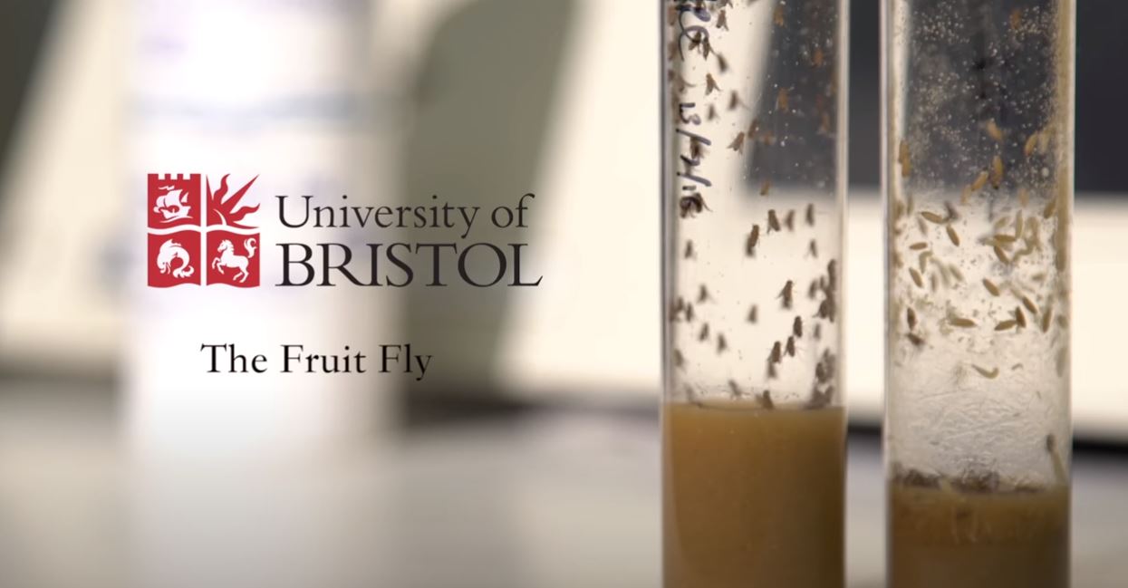 UoB the fruit fly